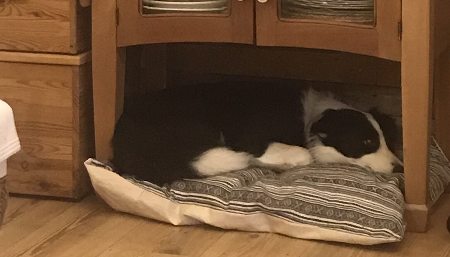 Diario del coronavirus (19): La paciencia infinita de la perra Kira